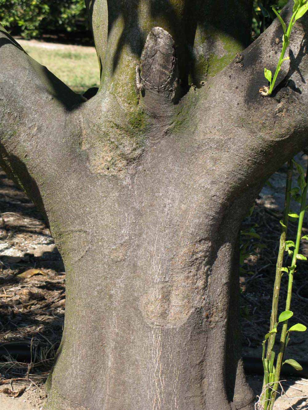            Bark (Winter Haven, FL)   